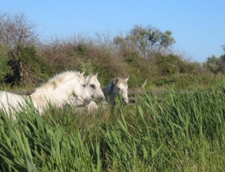  Pbaños a caballo por las regiones más bellas de Francia 